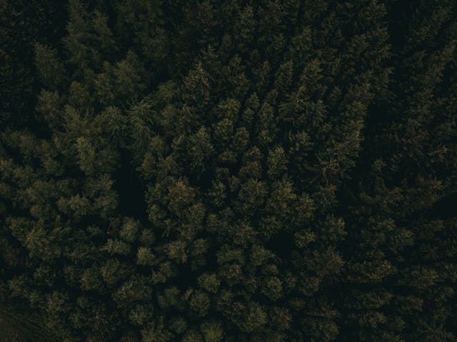 Tipos de Plantas: características, exemplos e classificação